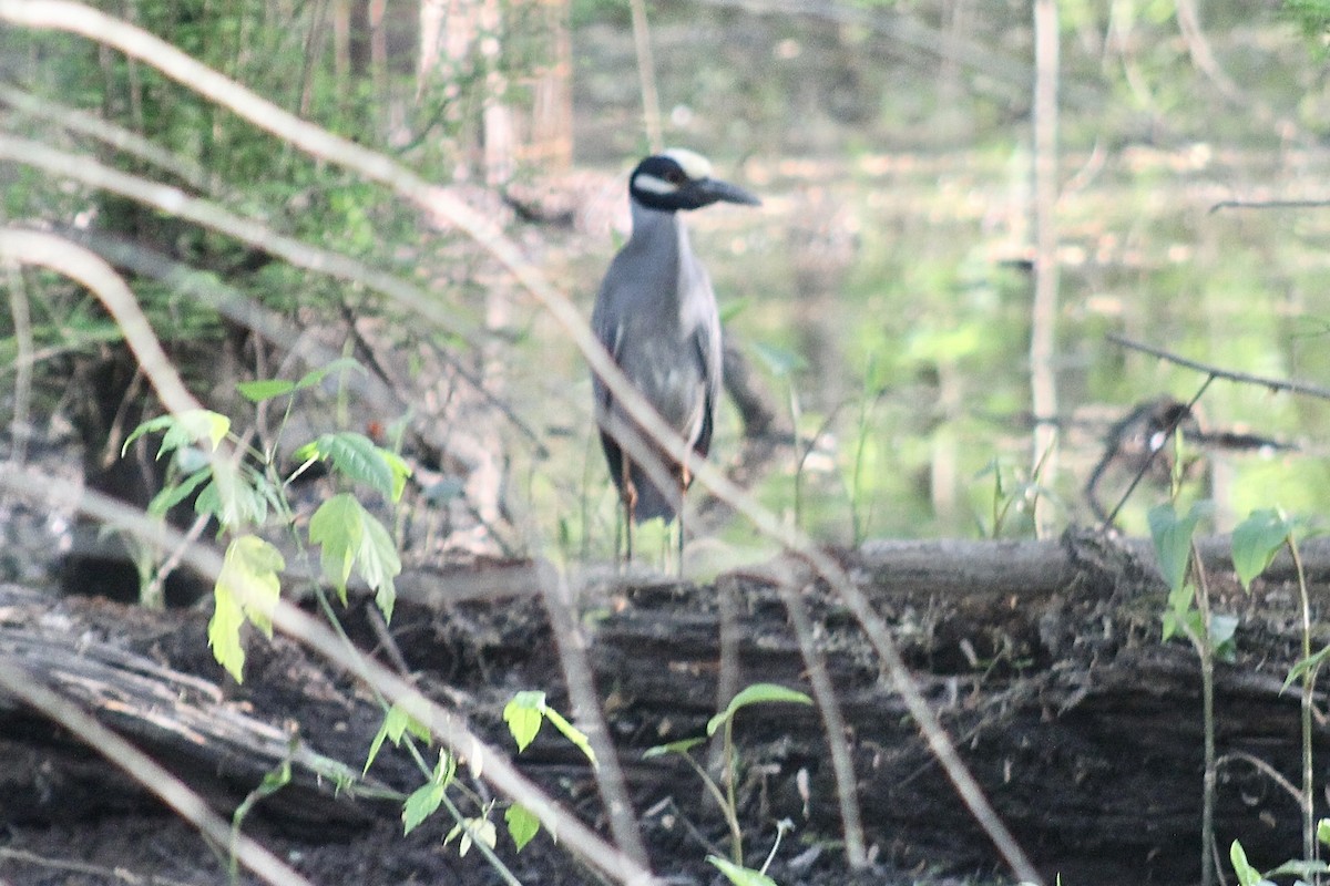 Yellow-crowned Night Heron - ML617503008
