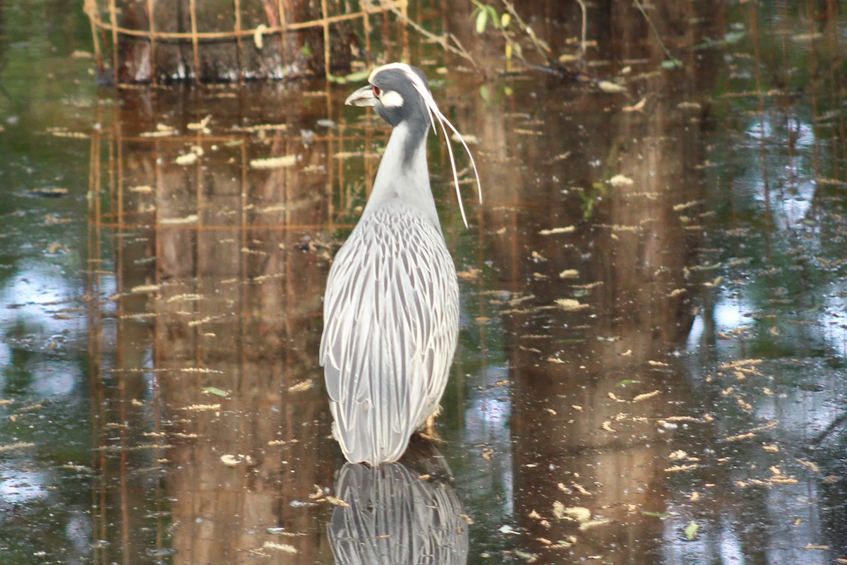 Yellow-crowned Night Heron - ML617503009