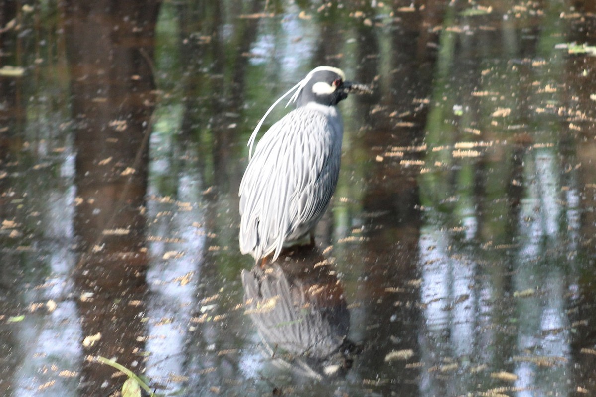 Yellow-crowned Night Heron - ML617503010