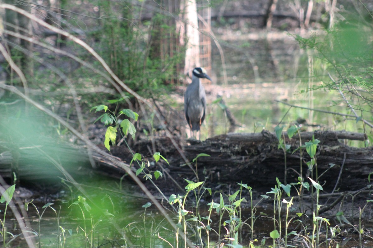 Yellow-crowned Night Heron - ML617503011