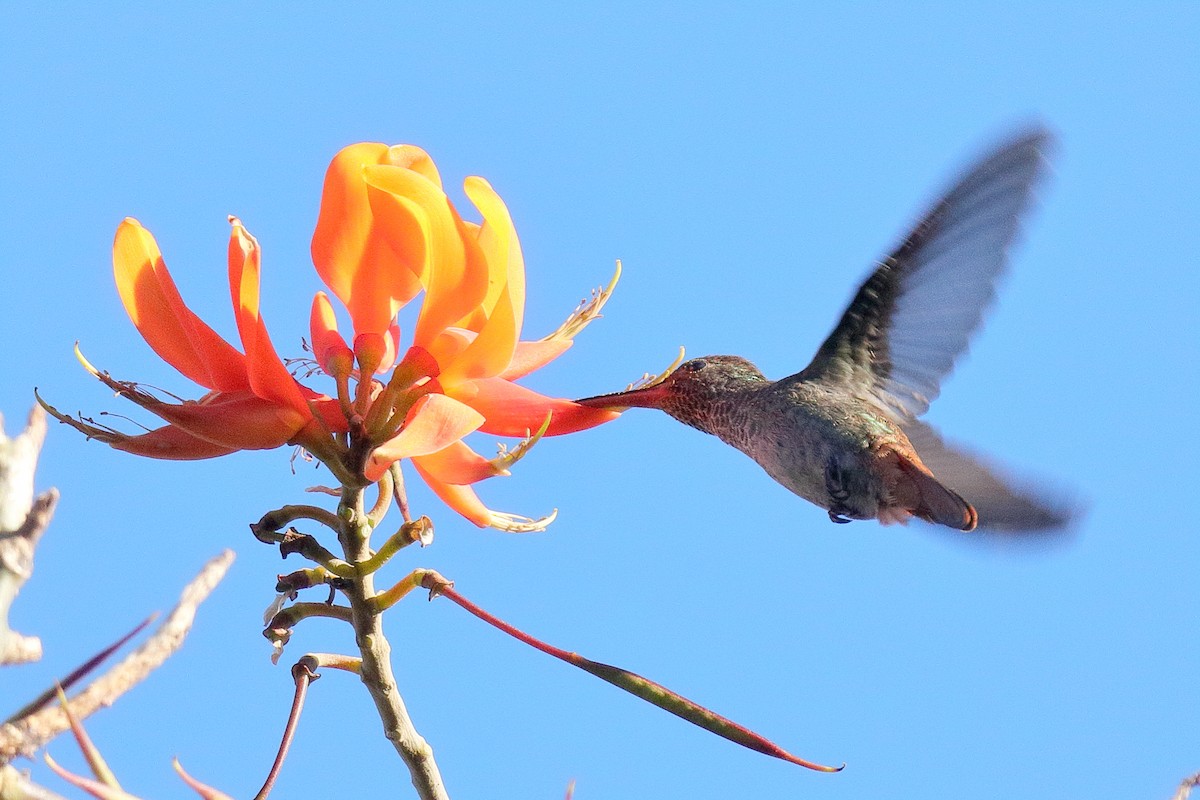 Rufous-tailed Hummingbird - ML617503013