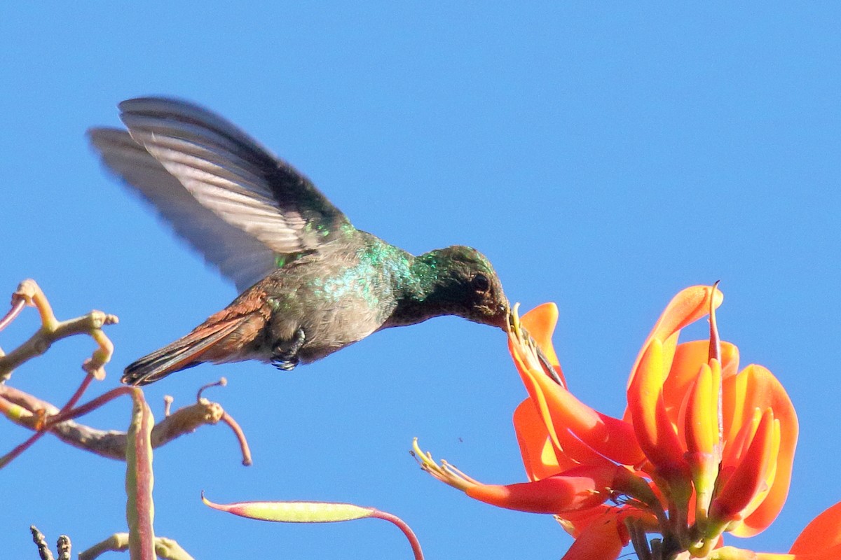 Rufous-tailed Hummingbird - ML617503016