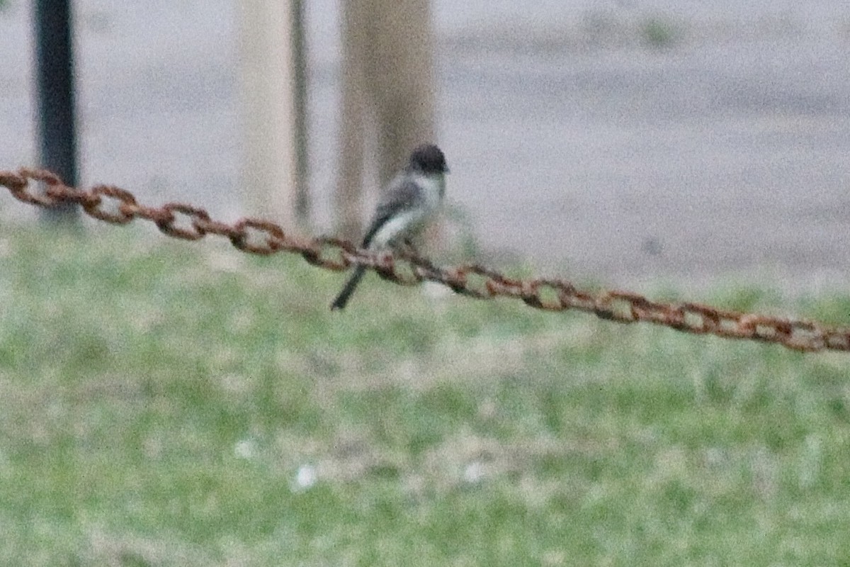 Eastern Phoebe - ML617503017
