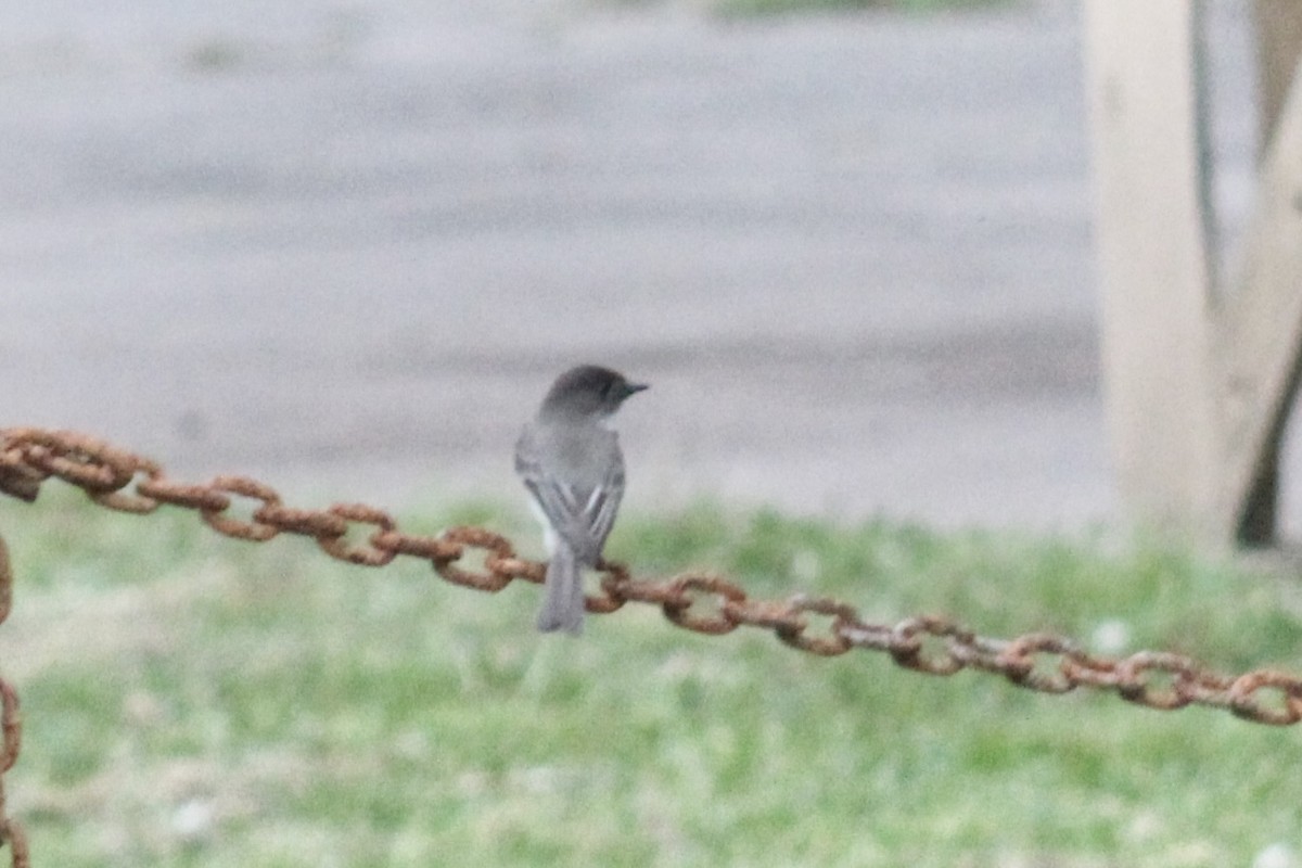 Eastern Phoebe - ML617503018