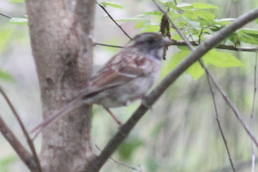 White-throated Sparrow - ML617503030