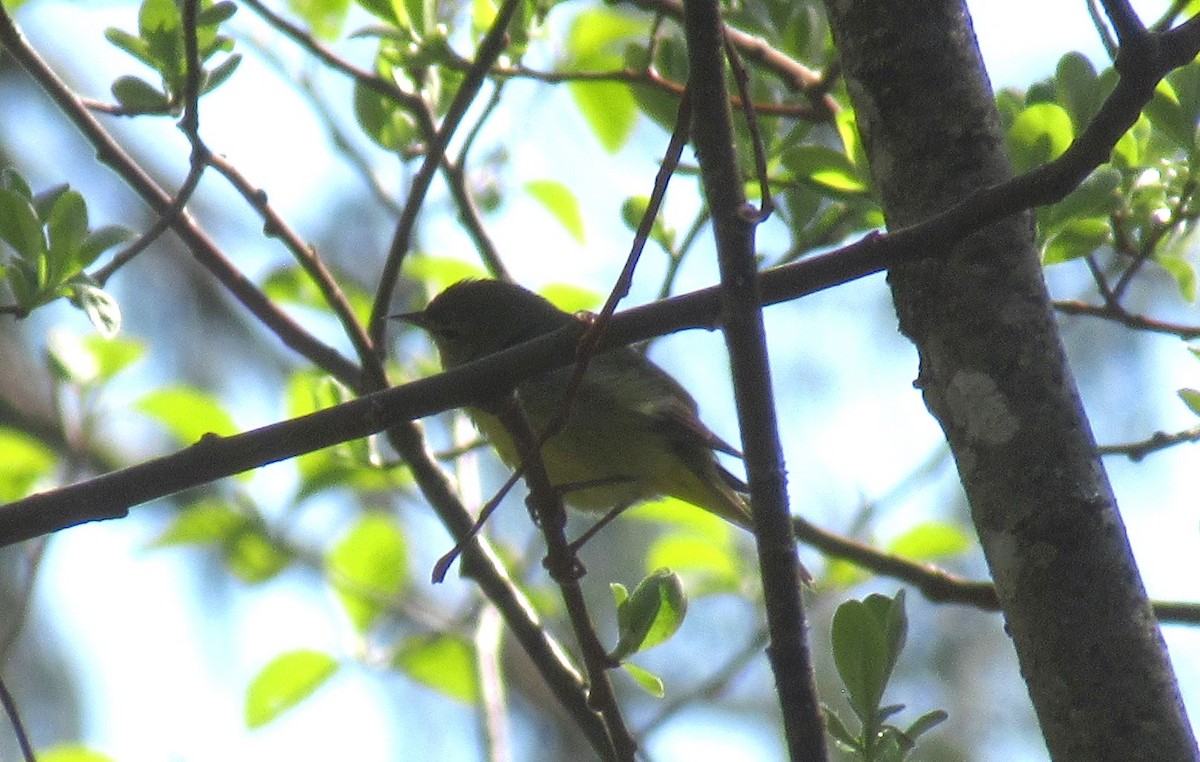 Orange-crowned Warbler - Anonymous