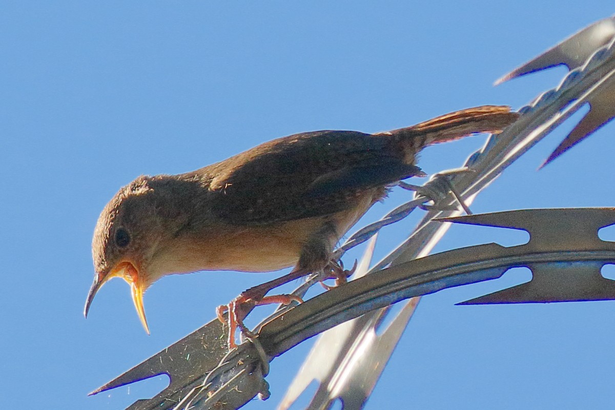 House Wren - ML617503096