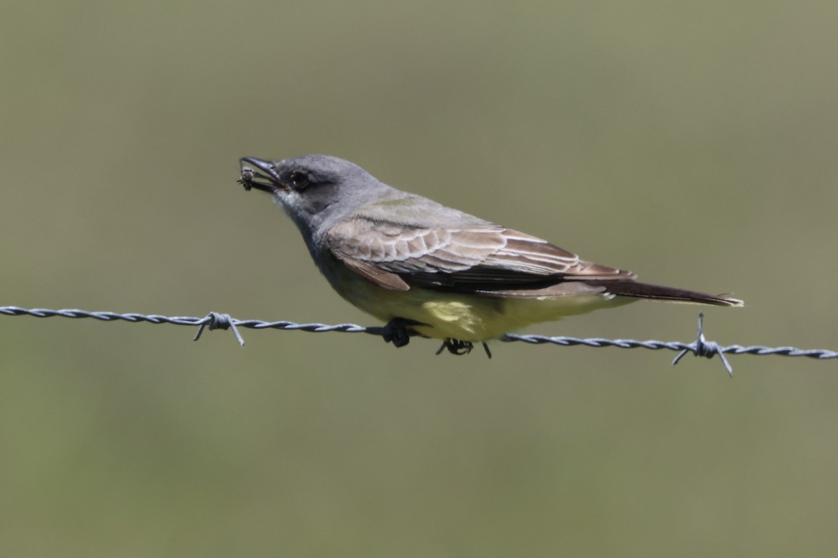 Cassin's Kingbird - ML617503099