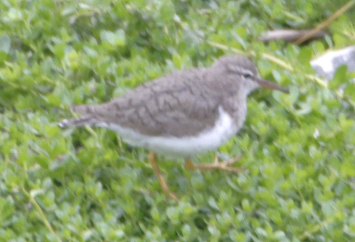 Spotted Sandpiper - ML617503152