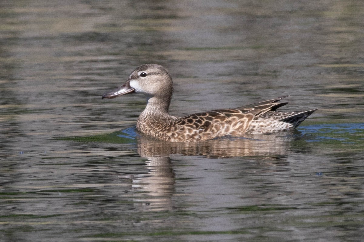 Blue-winged Teal - ML617503154