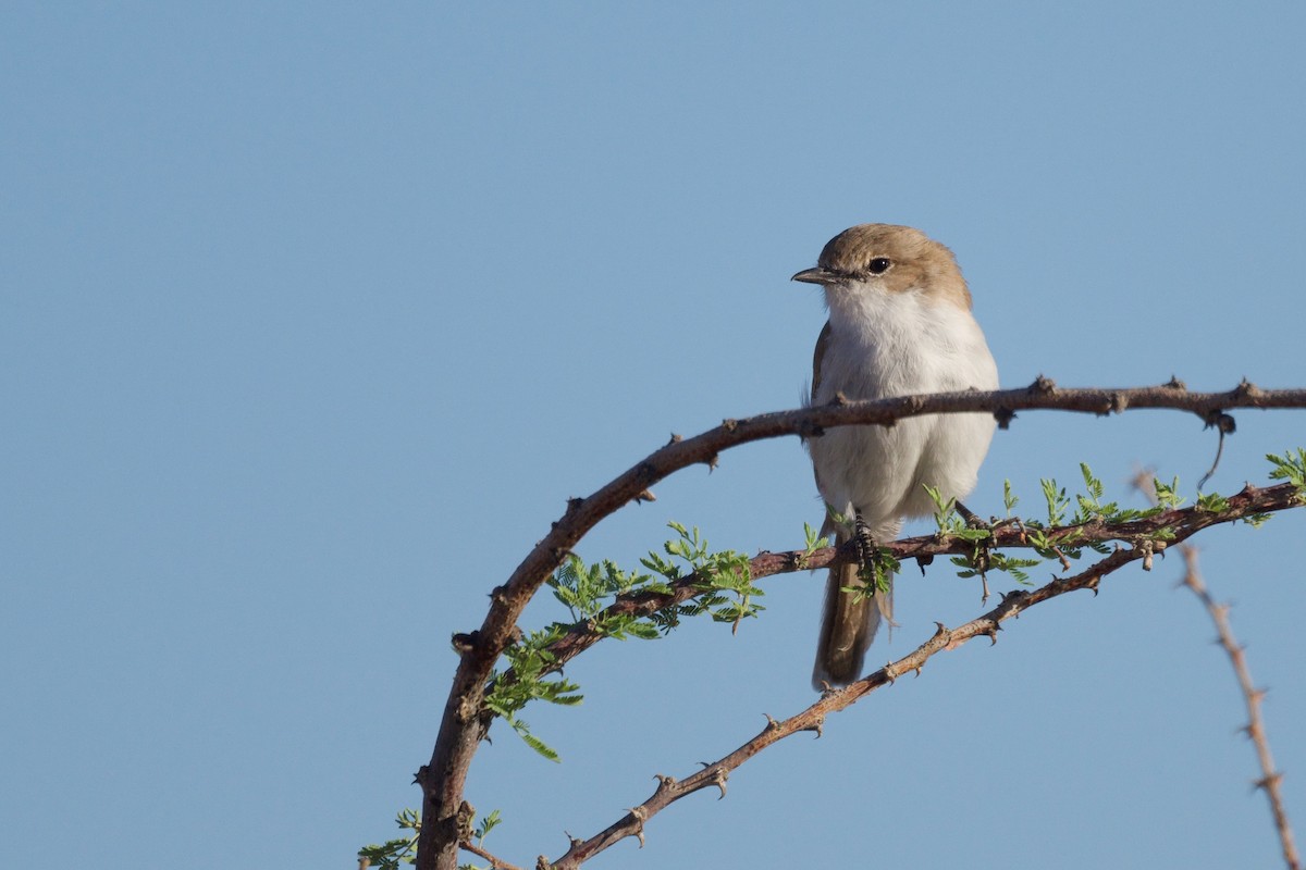 Marico Flycatcher - ML617503158