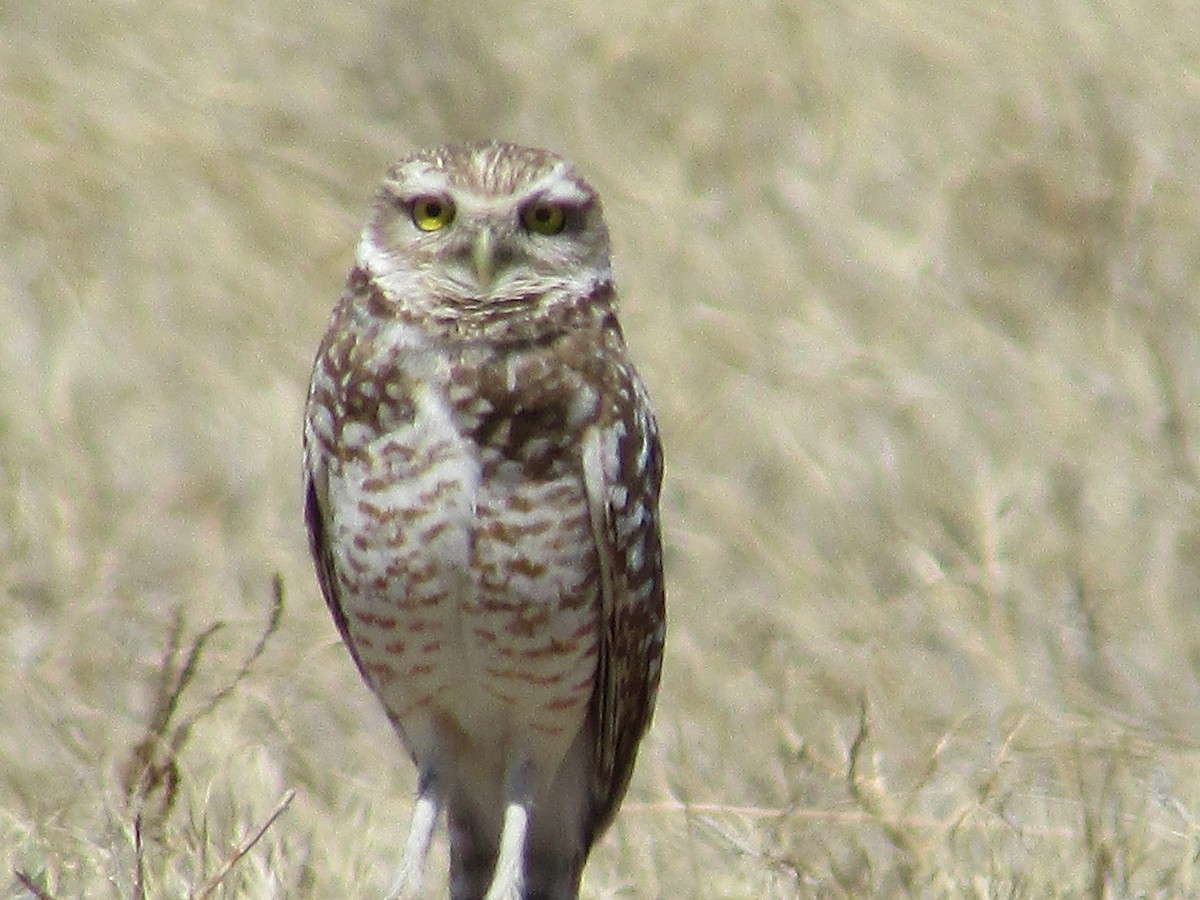 Burrowing Owl - Felice  Lyons