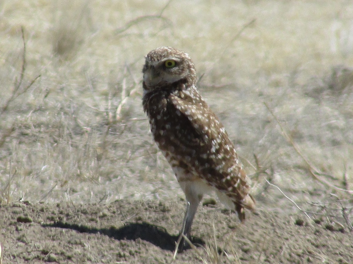 Burrowing Owl - Felice  Lyons