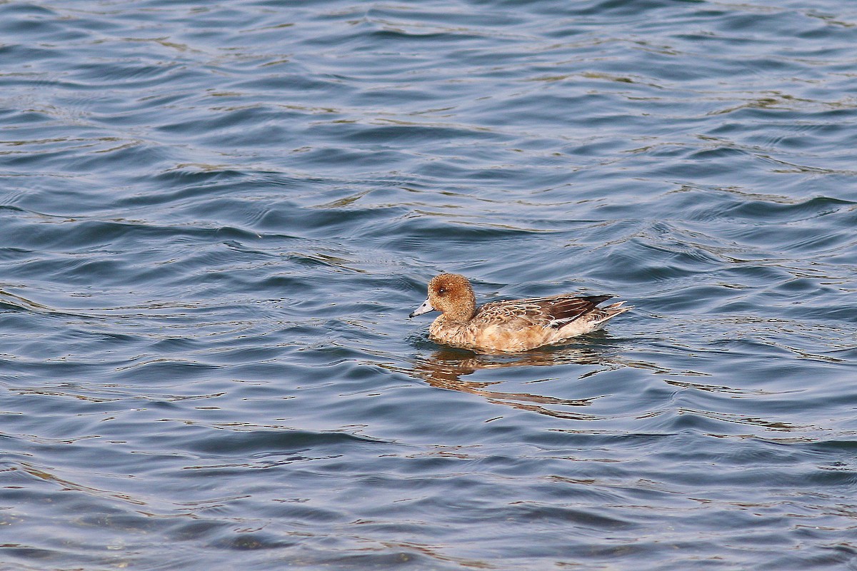 Eurasian Wigeon - Chih-Wei(David) Lin