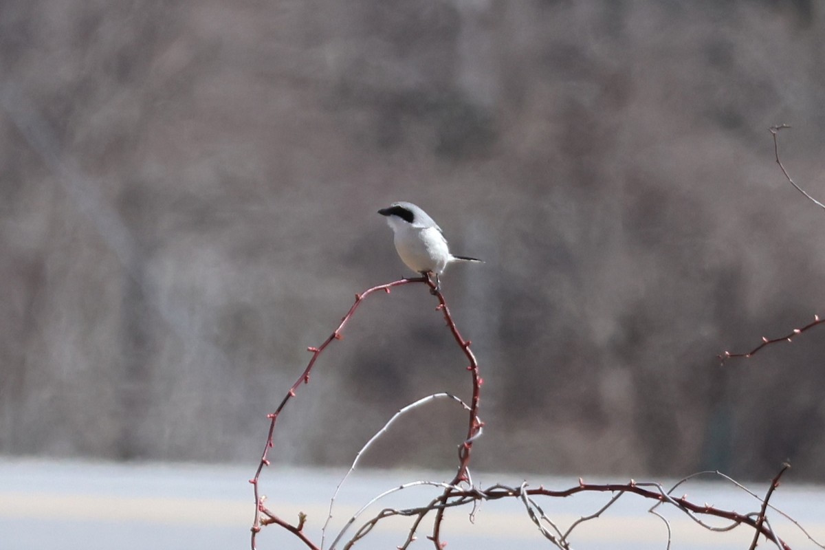 Loggerhead Shrike - David Nelson