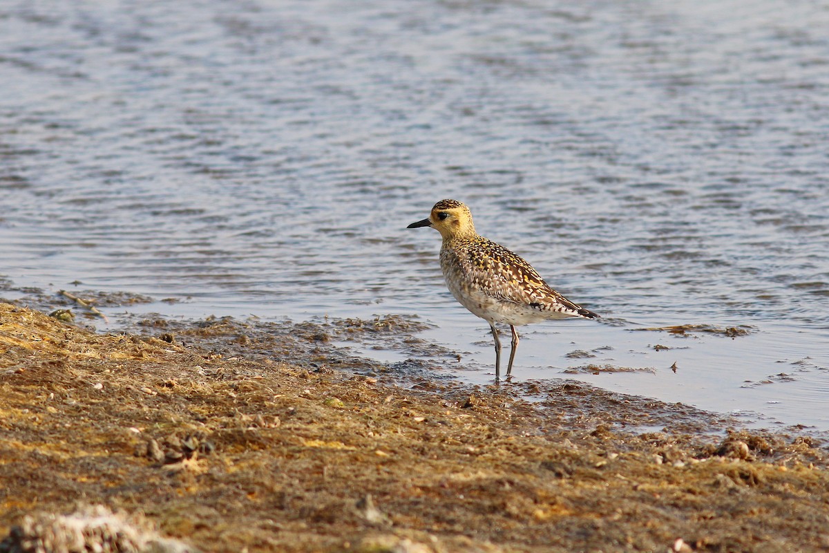 Pacific Golden-Plover - ML617503259