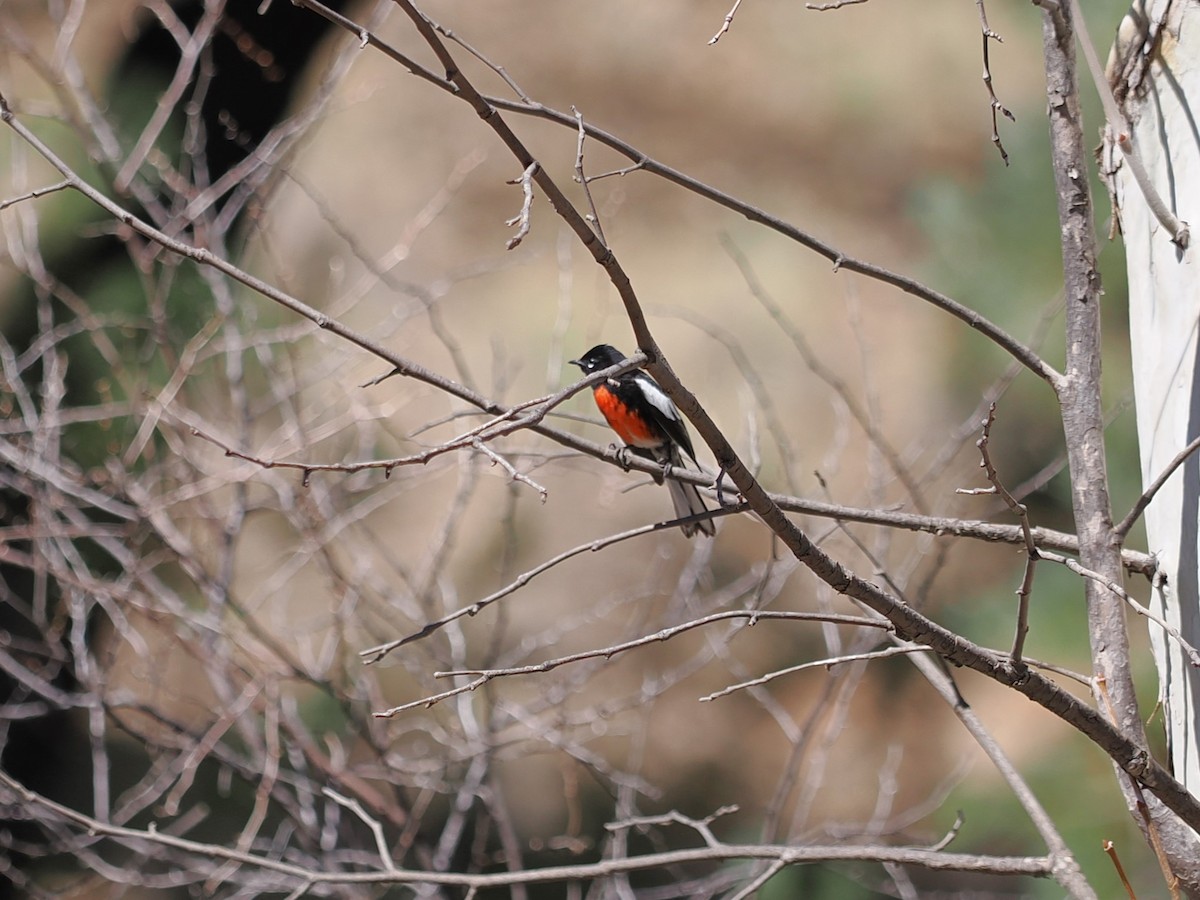 Painted Redstart - ML617503274