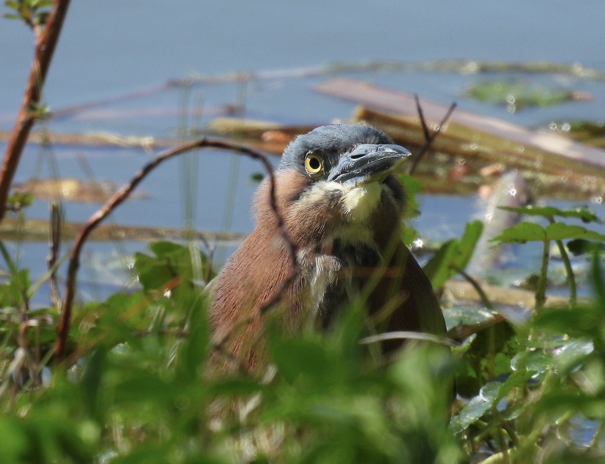 Green Heron - ML617503287