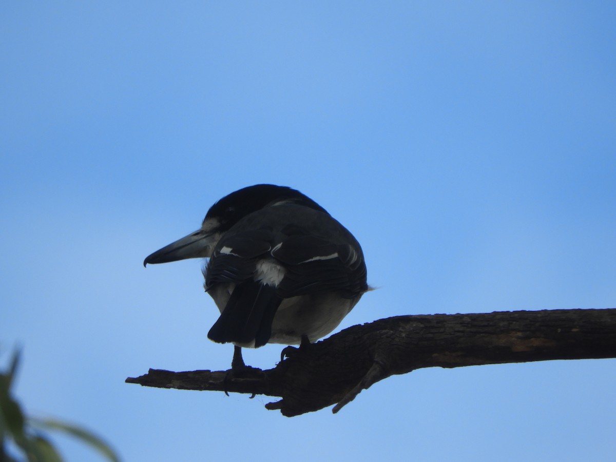 Gray Butcherbird - Charles Silveira