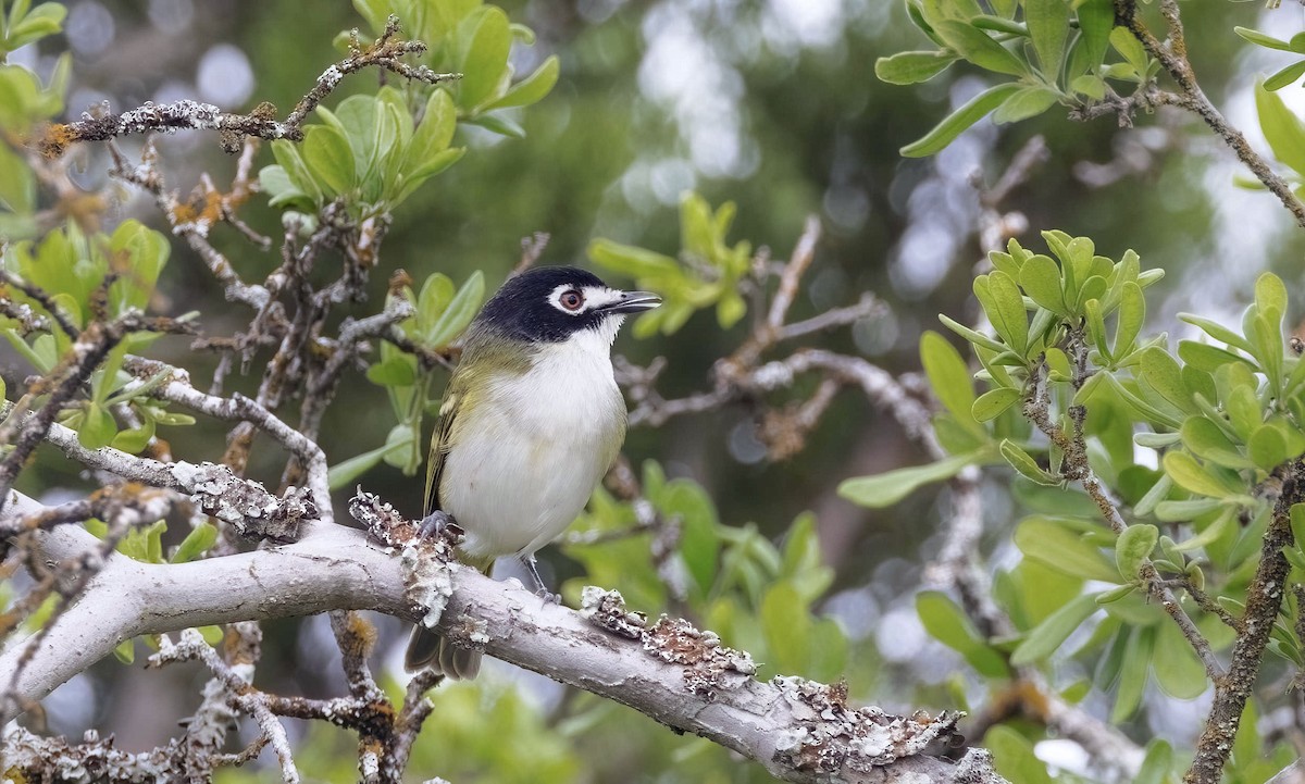 Black-capped Vireo - Timo Mitzen