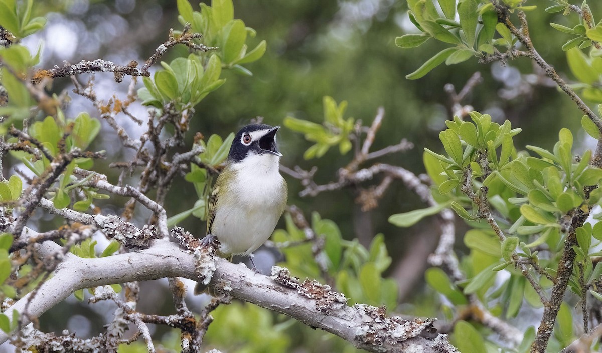 Black-capped Vireo - Timo Mitzen