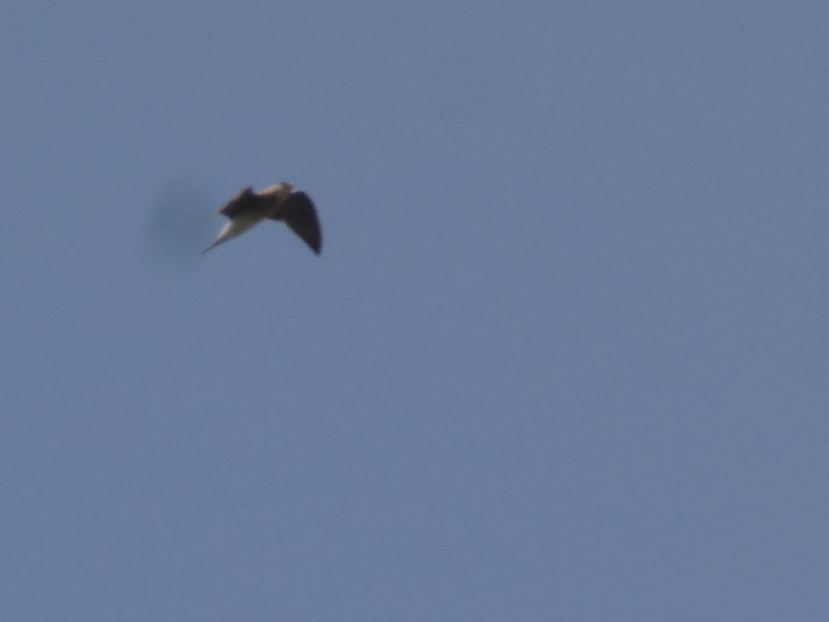 Oriental Pratincole - ML617503326