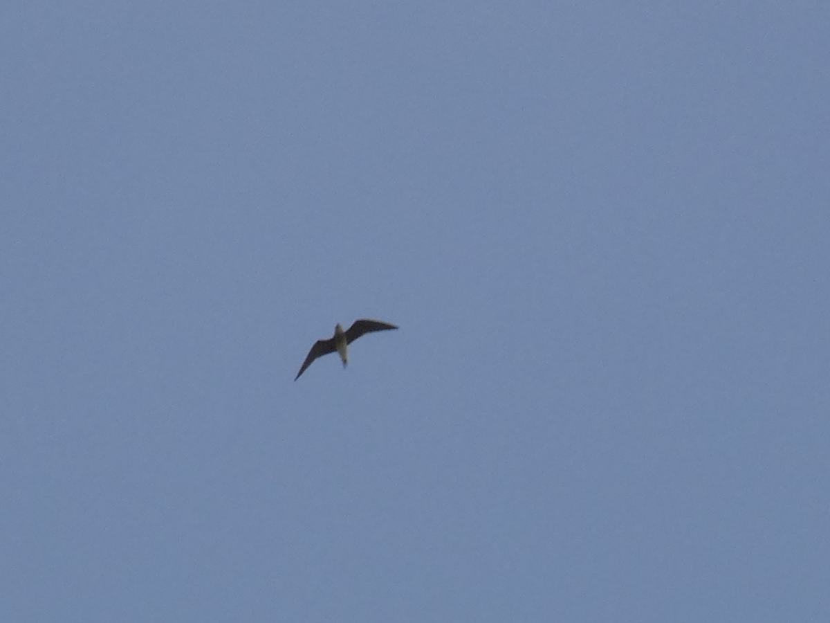 Oriental Pratincole - ML617503343