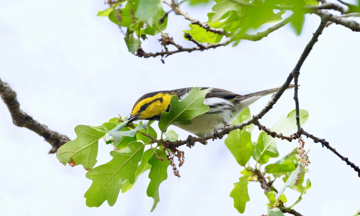 Golden-cheeked Warbler - Timo Mitzen