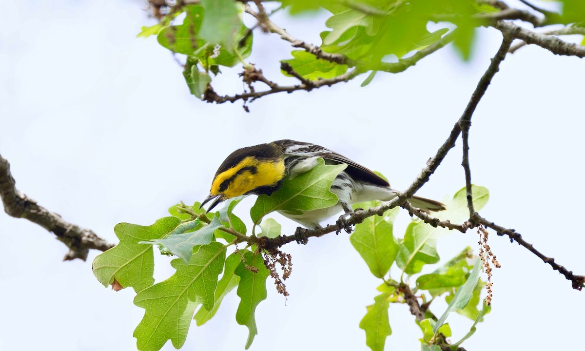 Golden-cheeked Warbler - Timo Mitzen