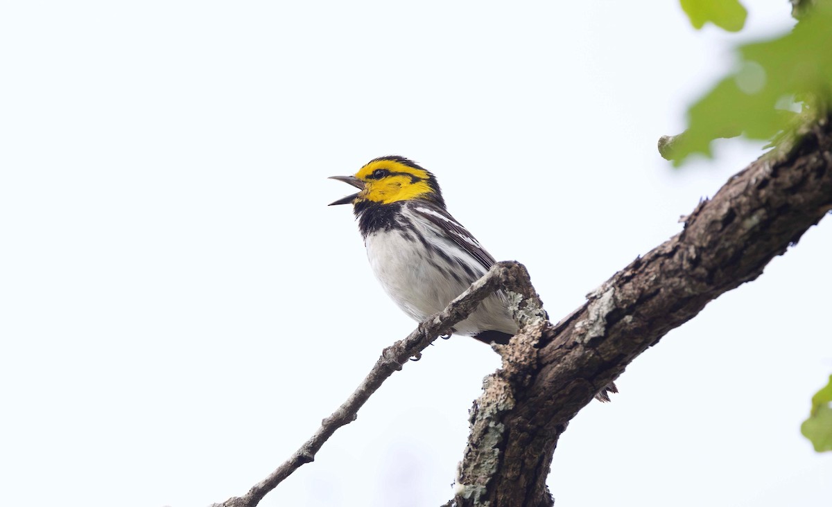 Golden-cheeked Warbler - Timo Mitzen