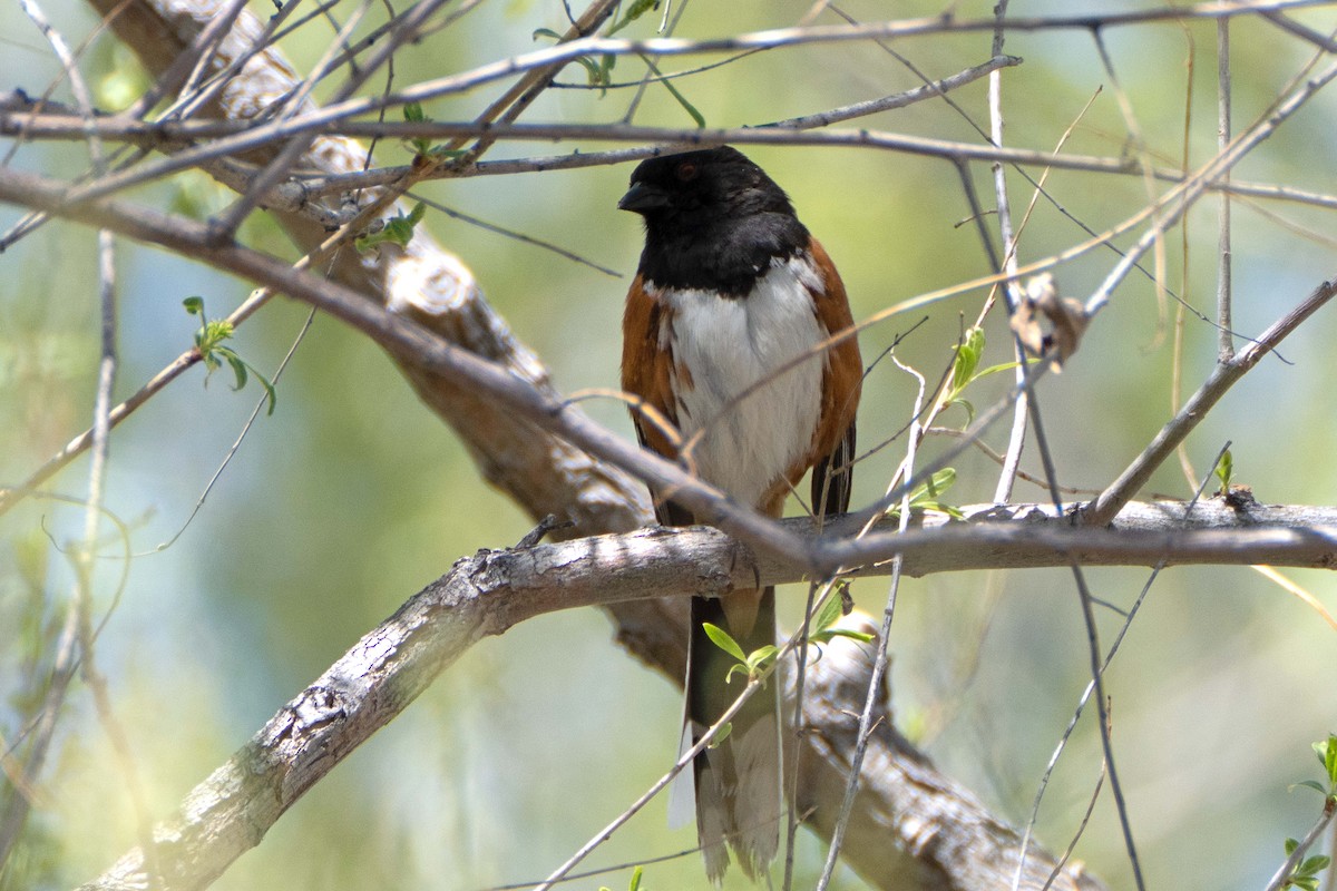 Spotted Towhee - Susan Elliott