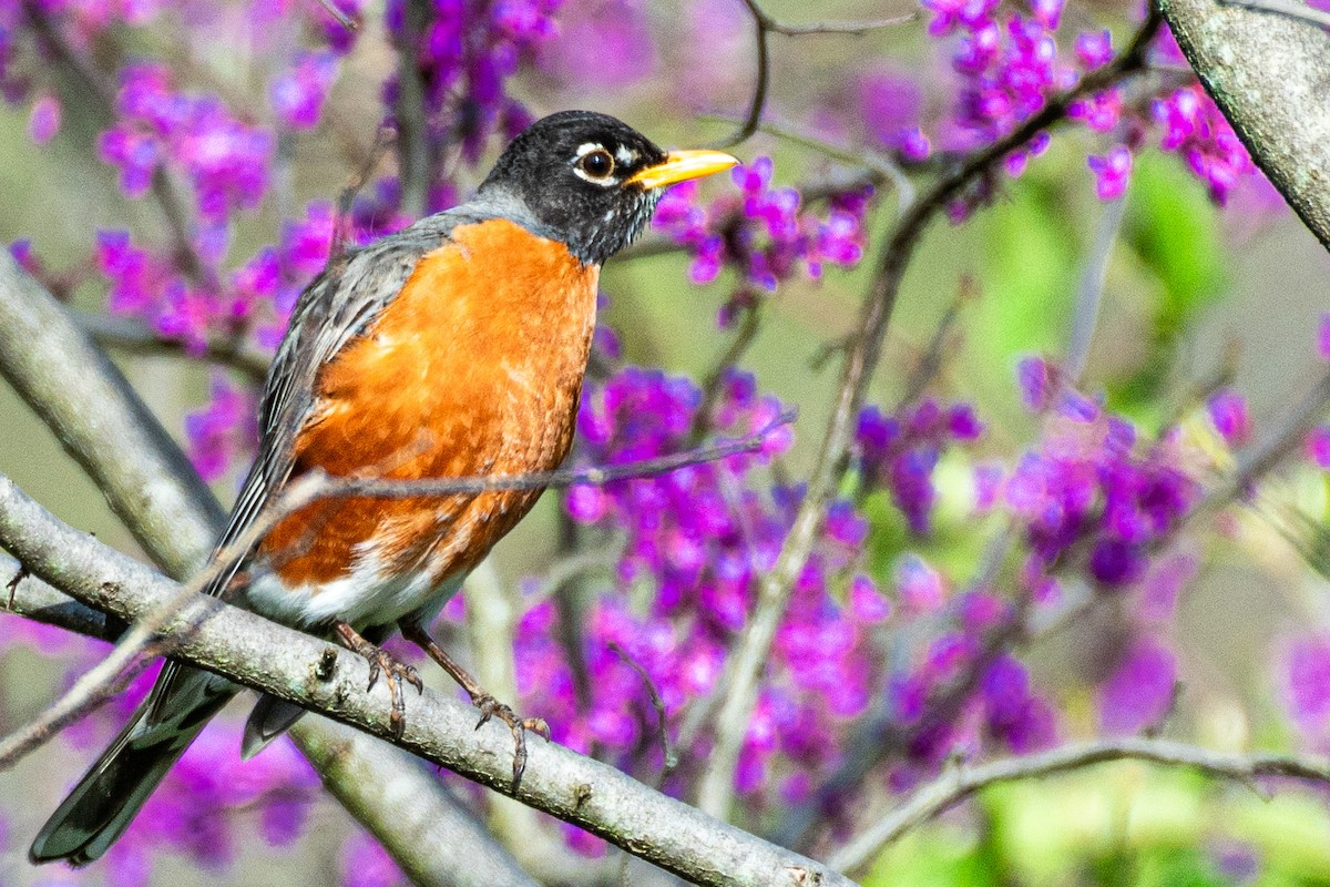 American Robin - ML617503542