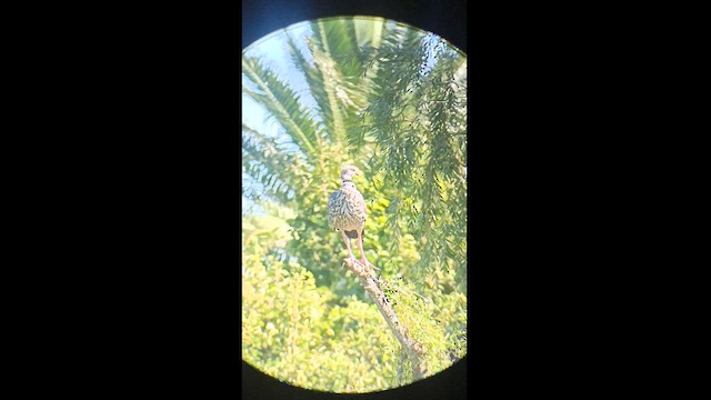 Southern Screamer - ML617503691