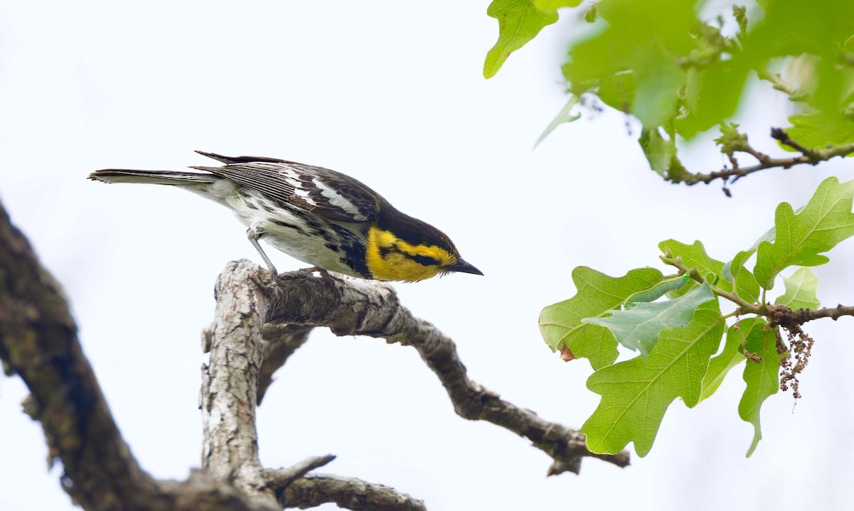 Golden-cheeked Warbler - Timo Mitzen