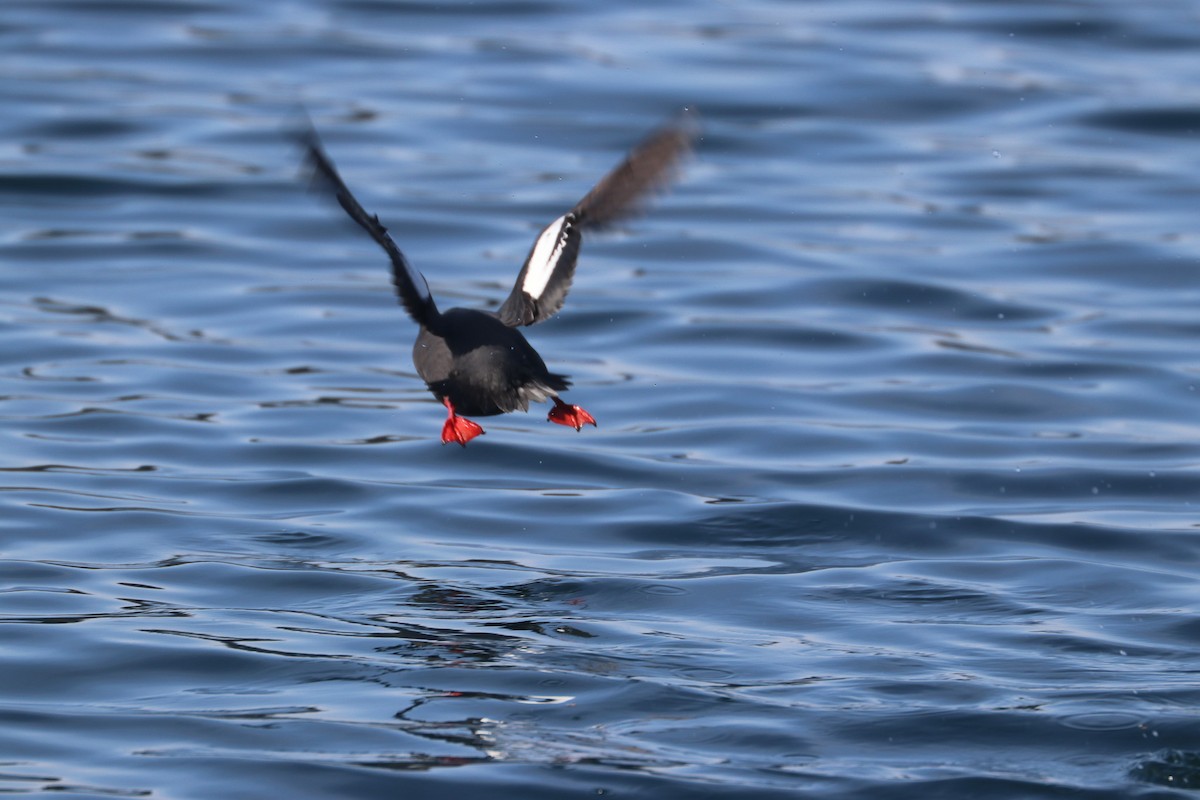 Guillemot colombin - ML617503748