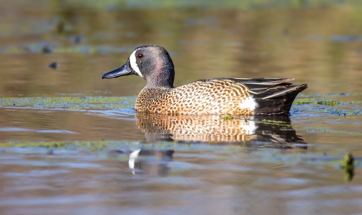 Blue-winged Teal - ML617503754