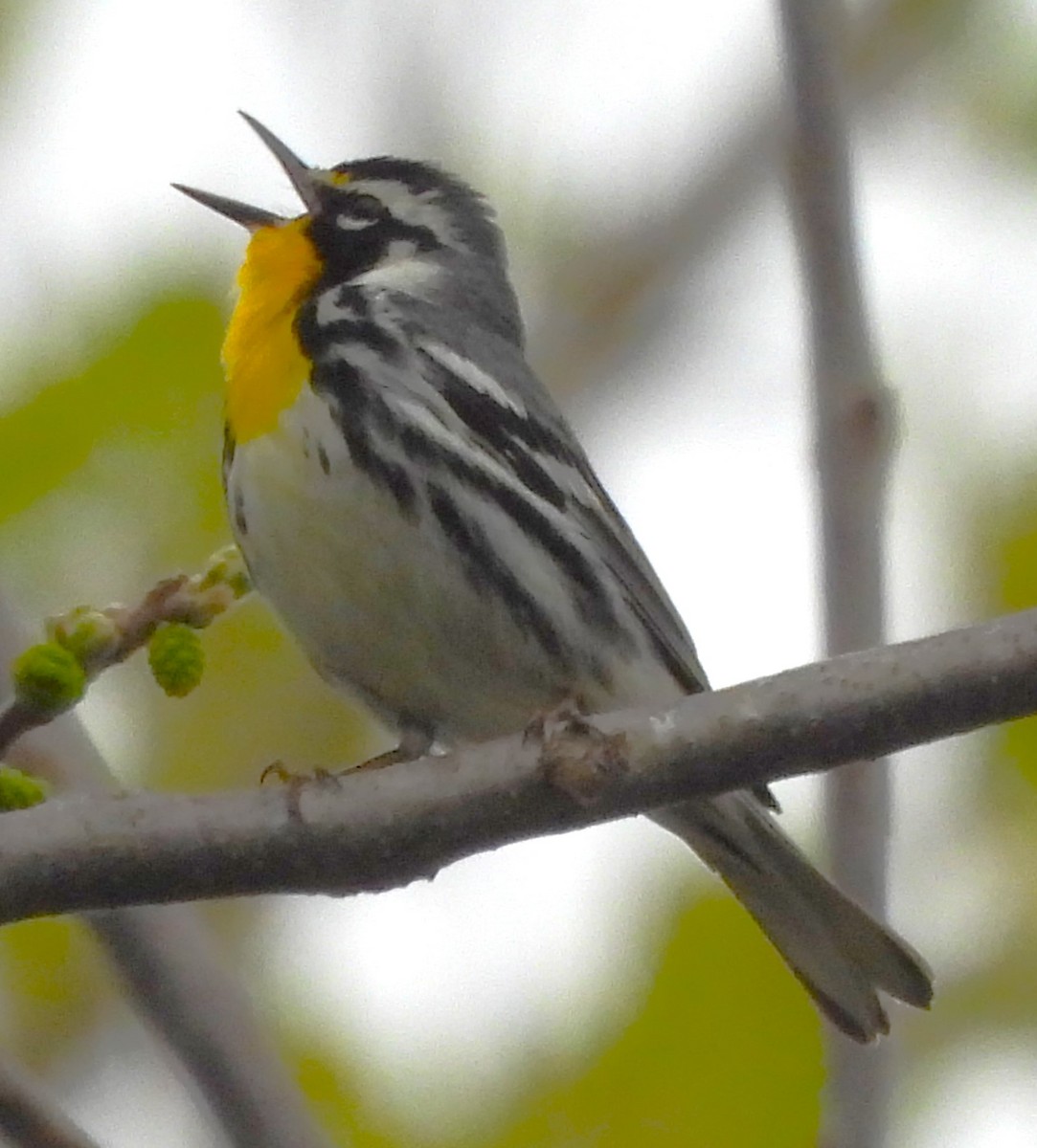 Yellow-throated Warbler - Paul McKenzie