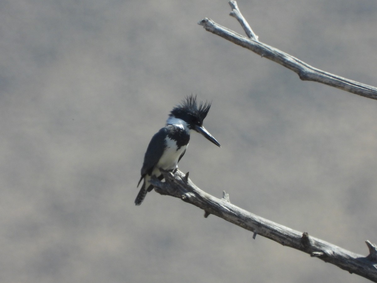 Belted Kingfisher - ML617503766