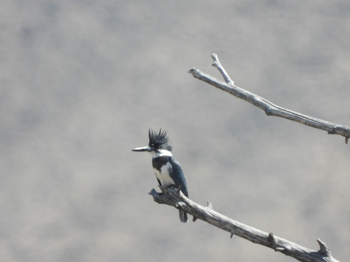 Belted Kingfisher - ML617503768