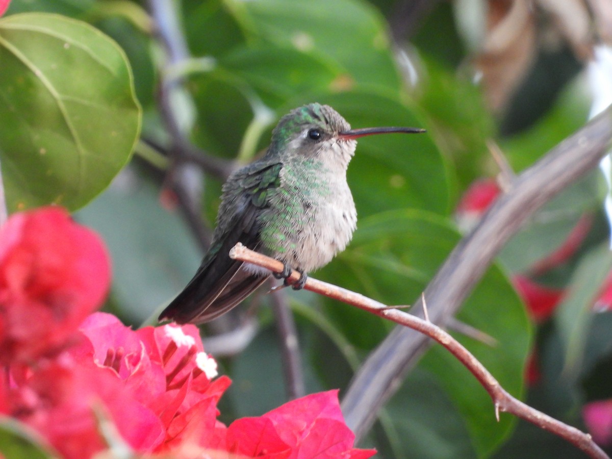 Tres Marias Hummingbird - James Telford