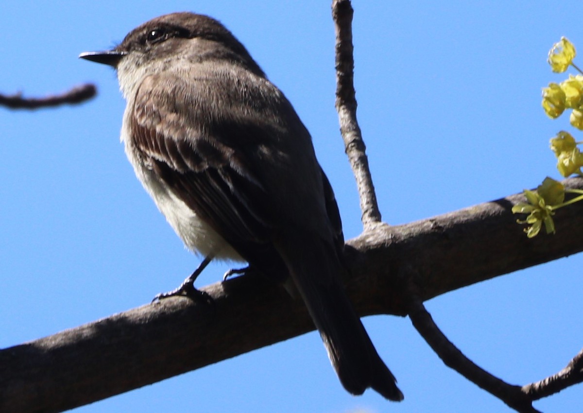 Eastern Phoebe - ML617503839