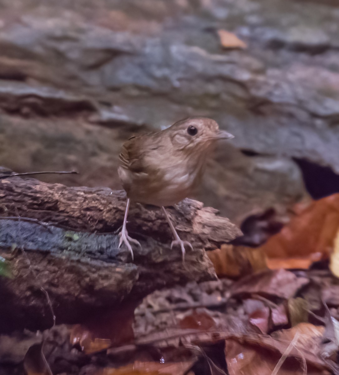 Buff-breasted Babbler - ML617503850