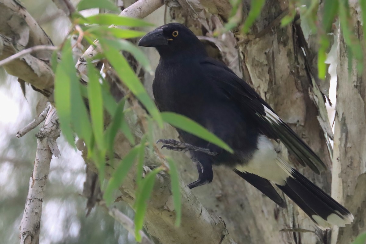 Pied Currawong - ML617503851