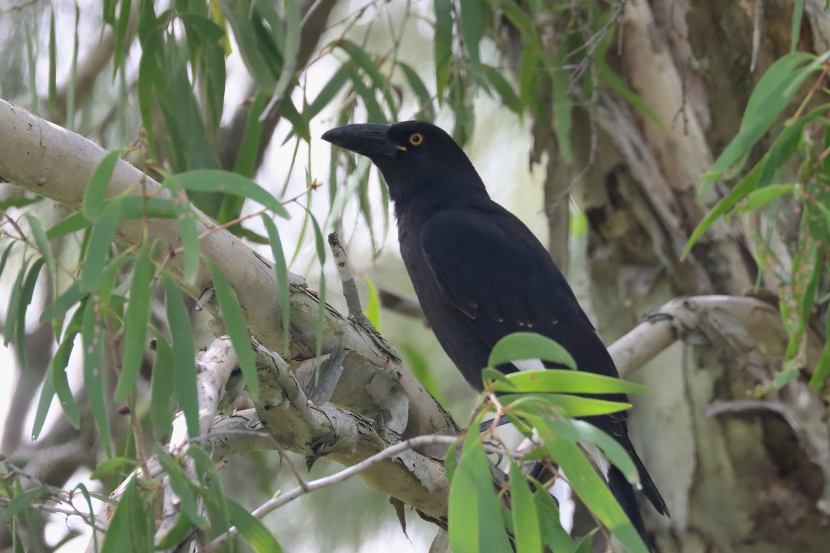 Pied Currawong - ML617503852