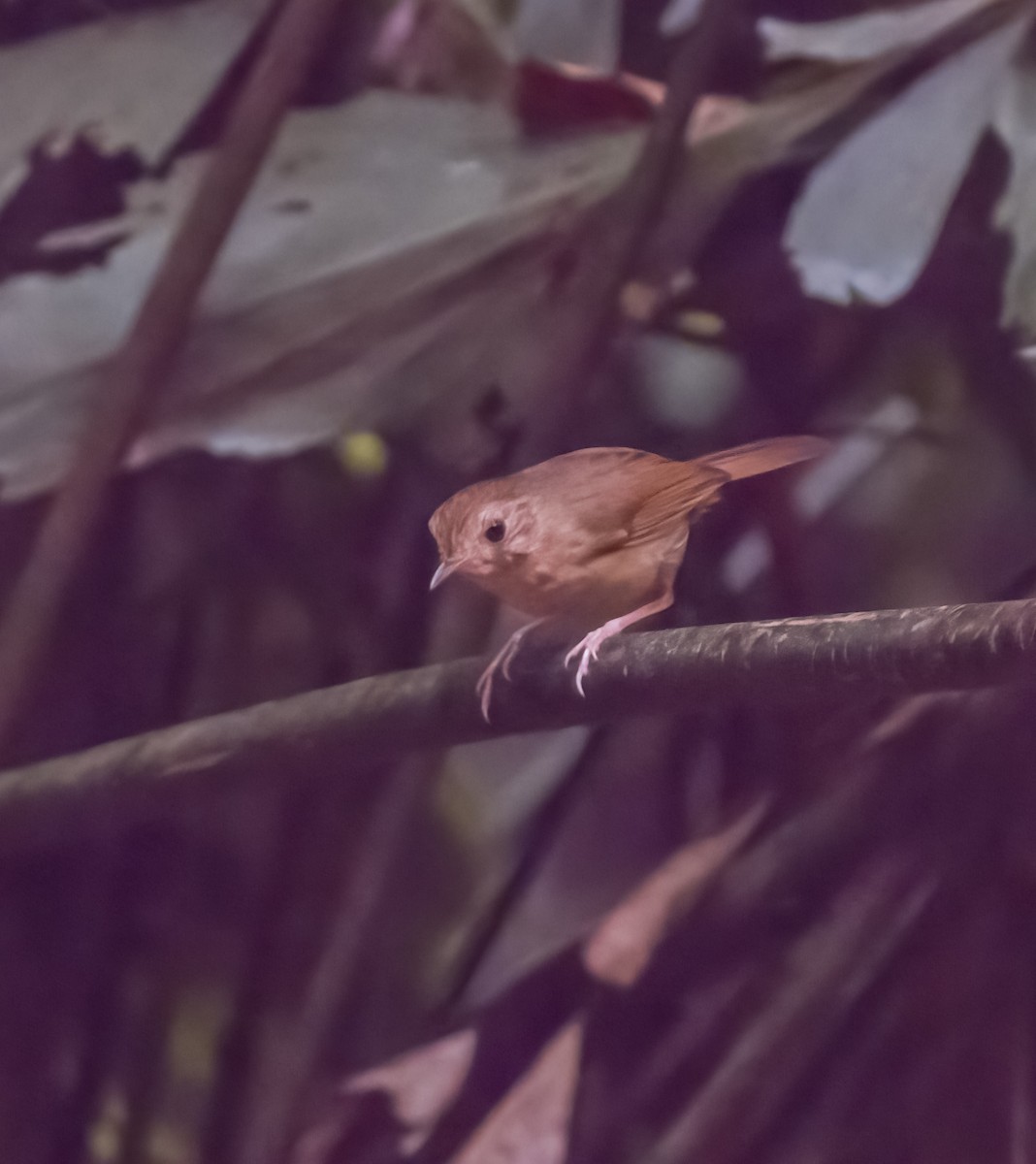 Buff-breasted Babbler - ML617503856