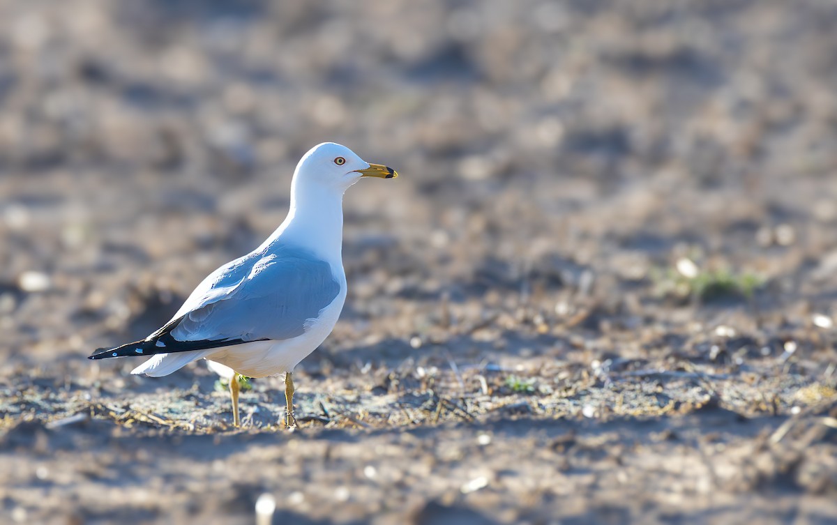 Ring-billed Gull - ML617503857