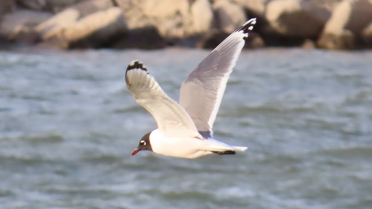 Franklin's Gull - ML617503866