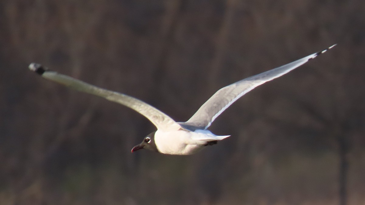 Franklin's Gull - ML617503870