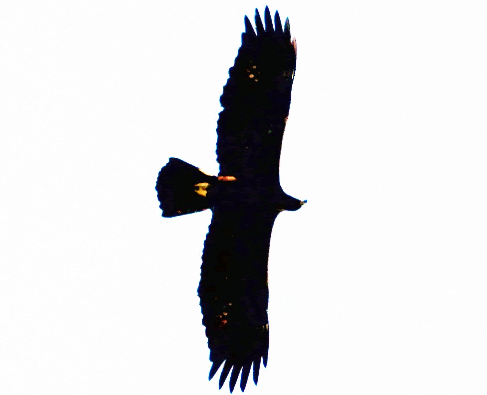 Golden Eagle - Connie Haile