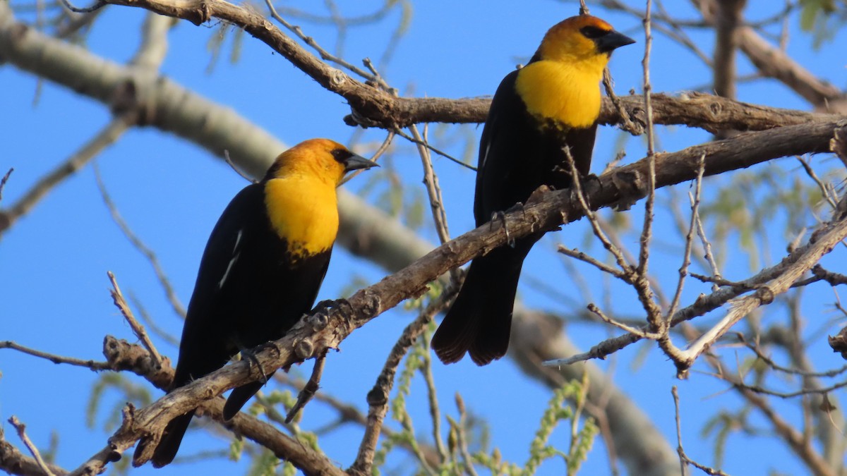 Yellow-headed Blackbird - ML617503876